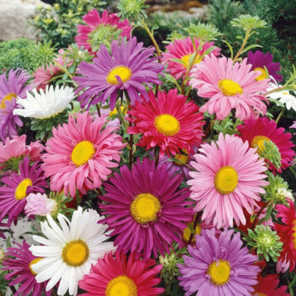 aster madelajna miks