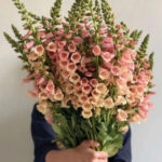 digitalis breskva