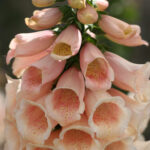 digitalis breskva