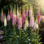 digitalis miks