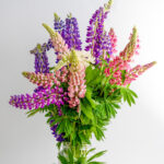 lupine miks