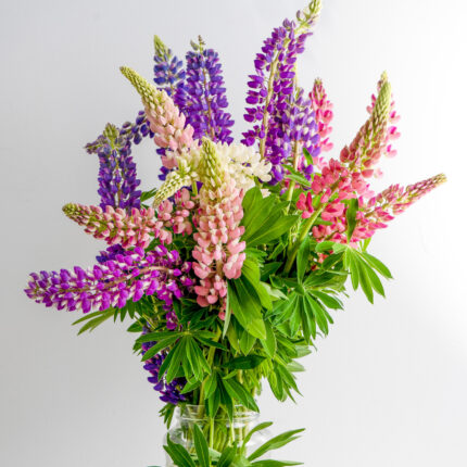 lupine miks