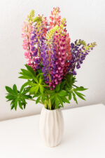 Lupine miks - Slika 2