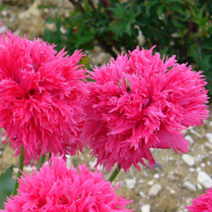 ukrasni mak roze pero