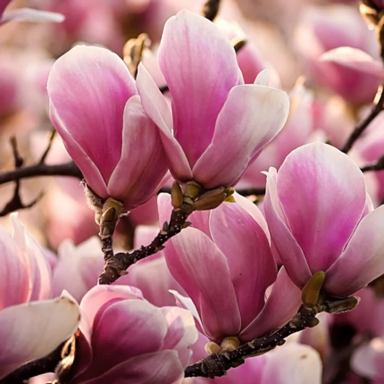 magnolija roze