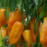 Paprika Pirouet F1