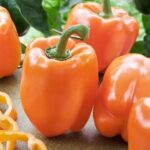 Paprika Clementina F1