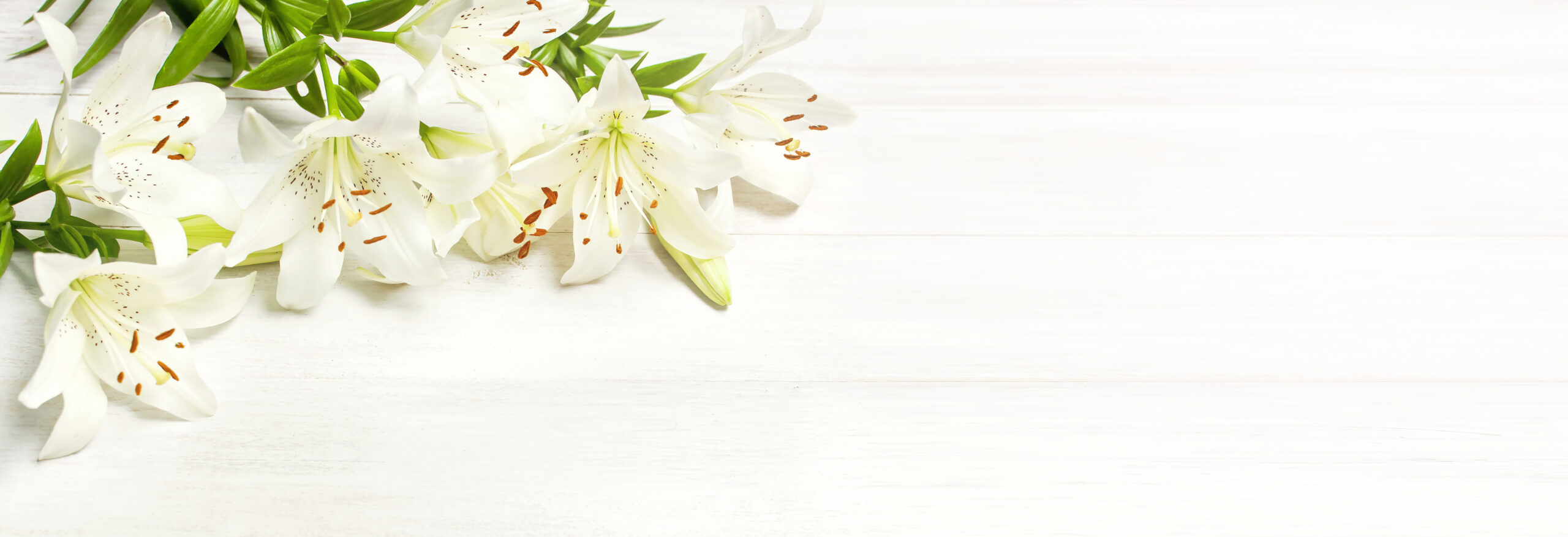 floraekspres katalog proleće 2026