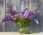 Lupine miks - Slika 3