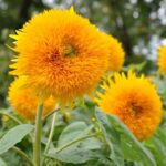 Suncokret Zlatno sunce - Slika 2