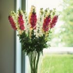 Zevalica Mix