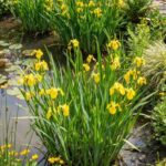 Iris Vodeni