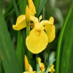 Iris Vodeni - Slika 2