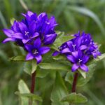 Kampanula Grozdasta Purpurna - Slika 2
