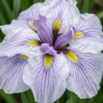 Iris Katrina - Slika 2