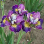 Iris Šarmantni Bili