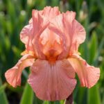 Iris Beverli - Slika 2