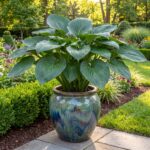 Hosta Devon