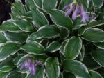 Hosta Antiohija - Slika 2
