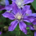 klematis arabela