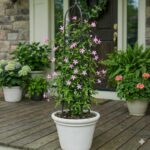 jasmin