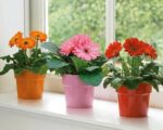 Kolekcija Gerbera -  3 sadnice - Slika 2