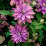 Klematis Rolerkoster