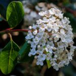 Viburnum - Slika 2