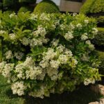 Viburnum