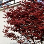Japanski javor Bloodgood
