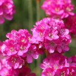 Armerija Roze - Slika 3