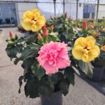 hibiskus dupli