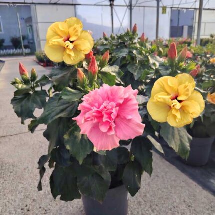 hibiskus dupli
