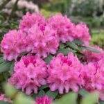 Rododendron Ana - Slika 2