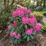 Rododendron Ana