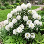 Rododendron Beli biser
