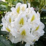 Rododendron Beli biser - Slika 2