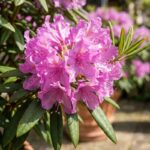 Rododendron Roze elegancija - Slika 2