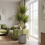 Dracena