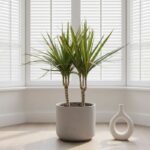 Dracena Zelenolisna