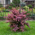 Berberis Šarenolisni