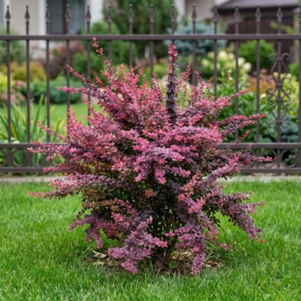 Berberis Šarenolisni