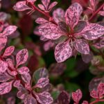 Berberis Šarenolisni - Slika 2