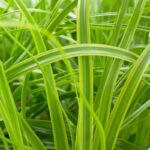 Kareks Svetlost limete - Slika 2