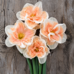 Narcis Vrtlog