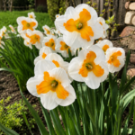 Narcis Trikolet
