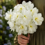 Narcis Albus