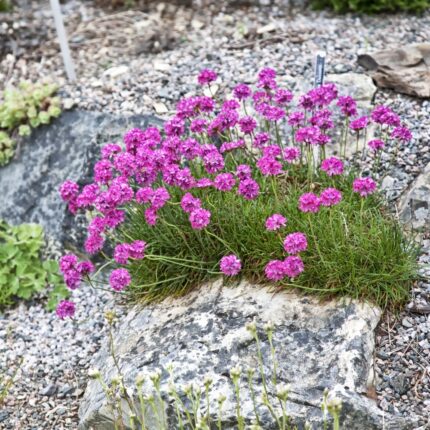 Armerija Roze