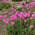 Armerija Roze - Slika 2