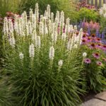 Liatris Beli
